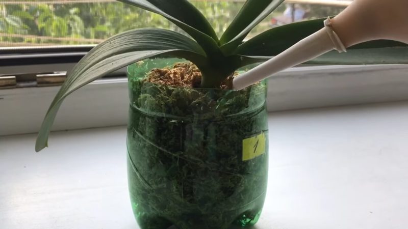 орхидея на прозореца