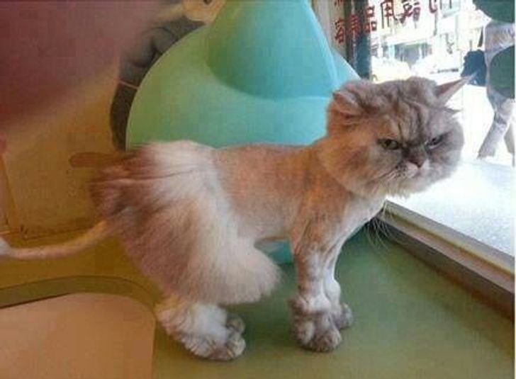персийска котка с прическа