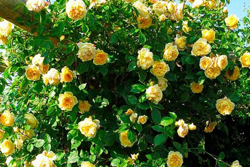 красиви жълти рози