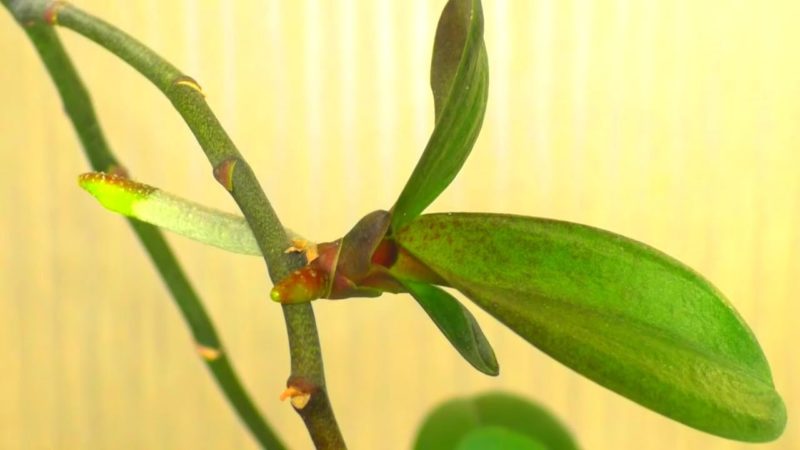бебе орхидея на цветонос