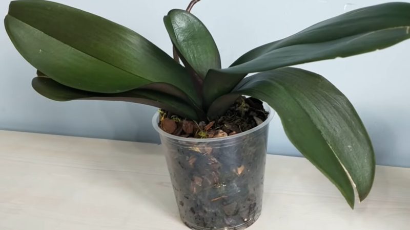 здрава орхидея