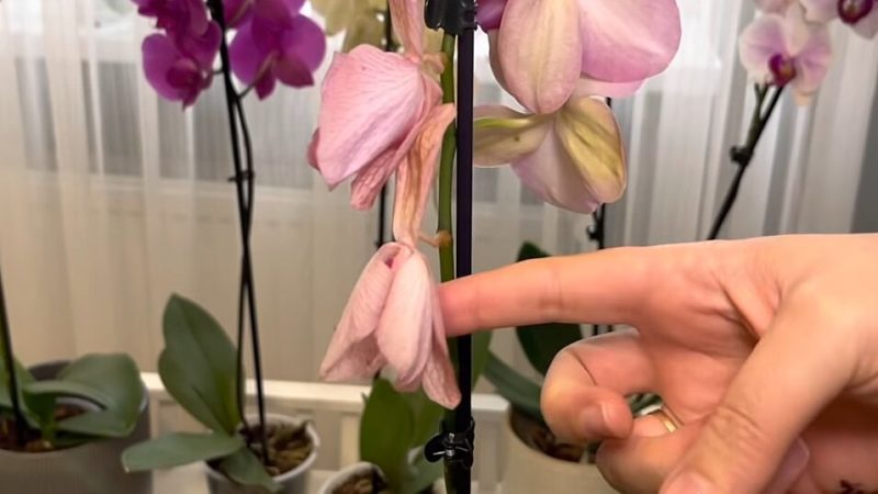 орхидея увяхване