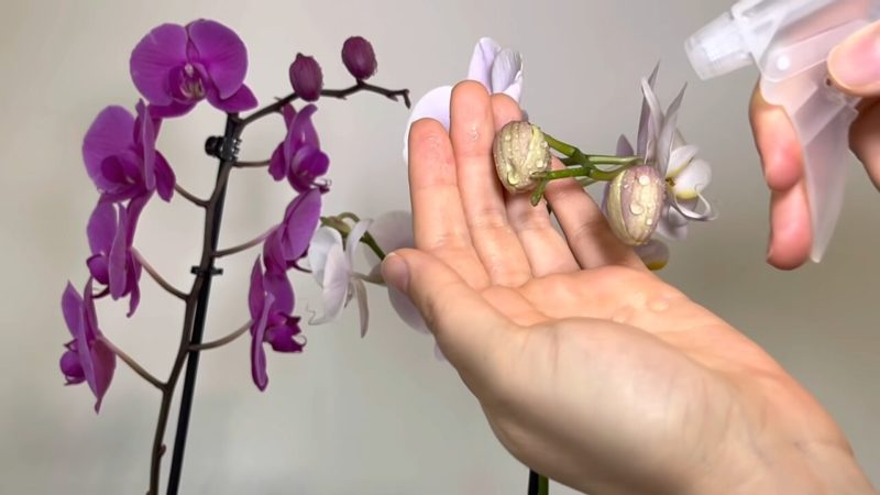орхидея пръскане