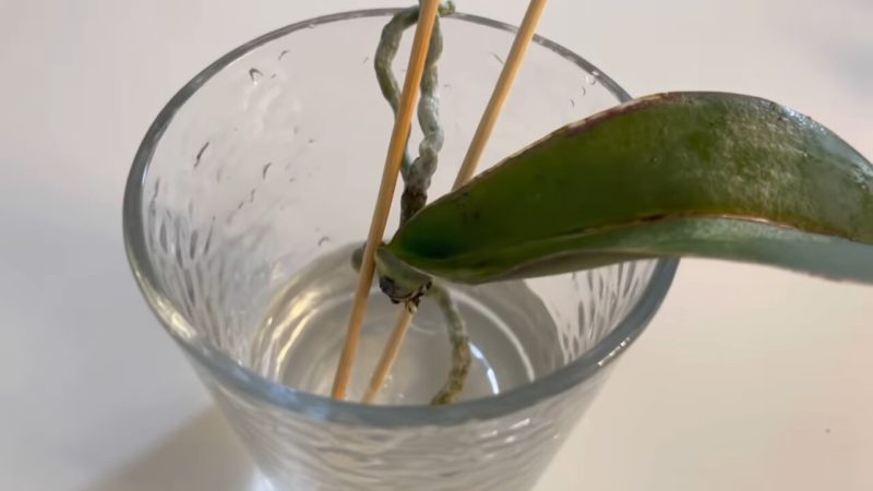 орхидея в чаша с вода
