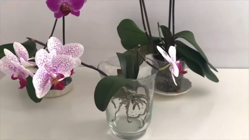 цъфтяща орхидея в чаша