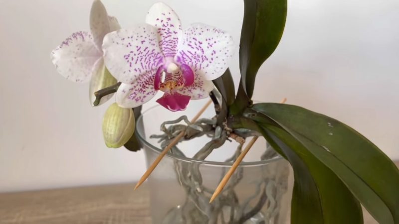 орхидея посадена в чаша