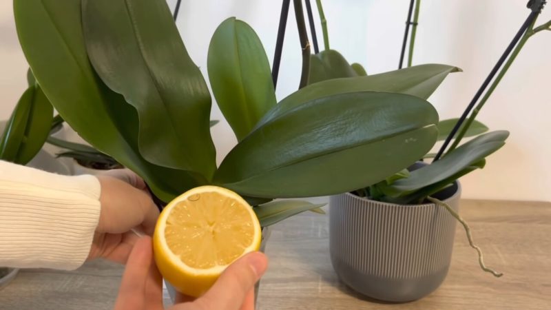 лимон за орхидеята