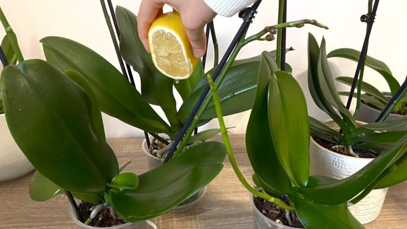 лимонов сок за орхидеята