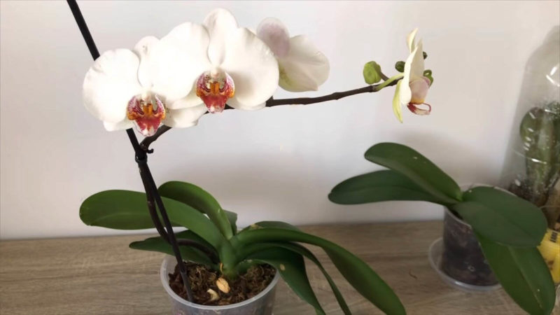 красива орхидея с цветове