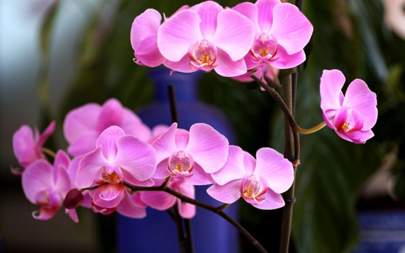 цъфтяща орхидея