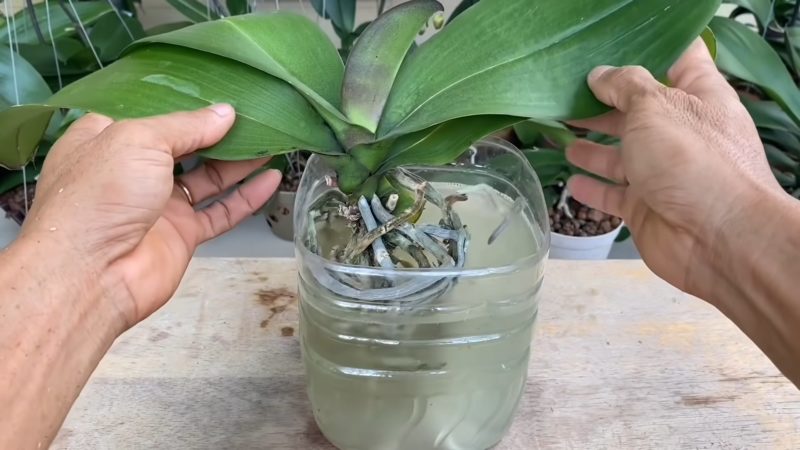 орхидея в зелев сок