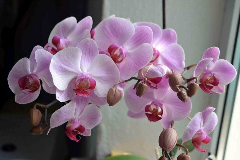 орхидея лилаво