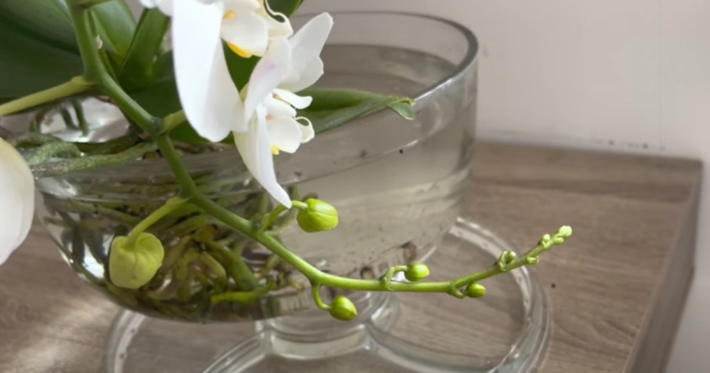 орхидея засаждане във вода