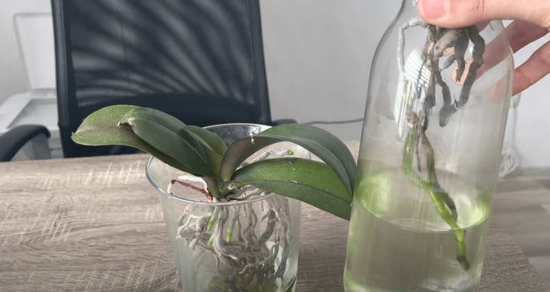 отглеждане орхидея във вода