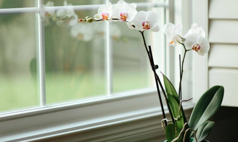 красива бяла орхидея