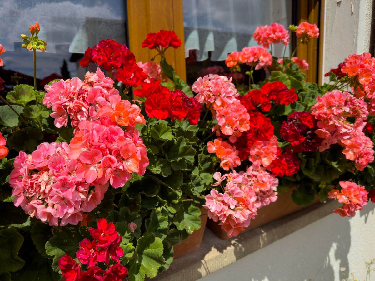 мушкато на перваза