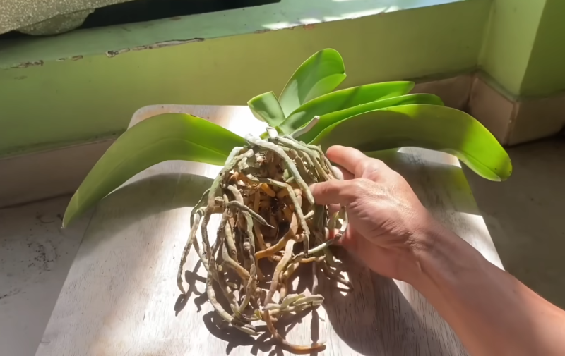 орхидея корени