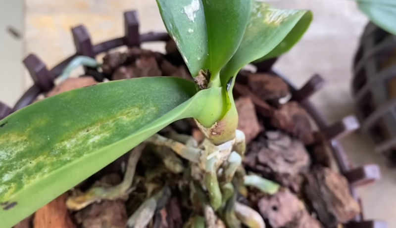 орхидея точка растеж