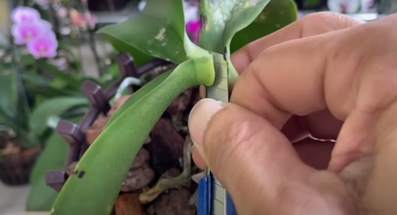 орхидея отрязан лист