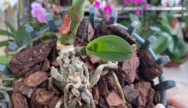 орхидея спасение