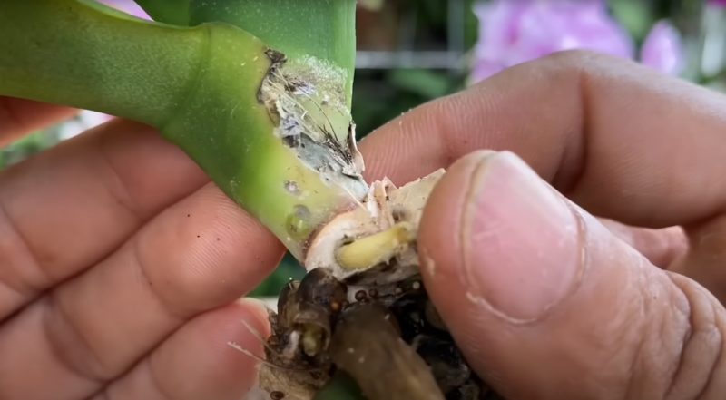 отрязване гнила орхидея