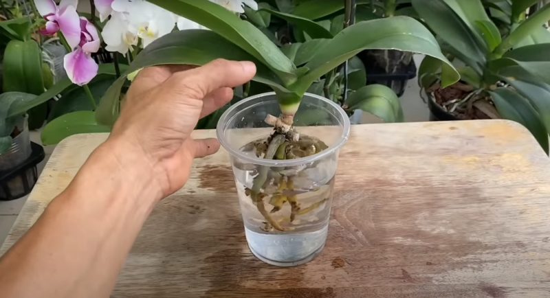 орхидея в кислородна вода