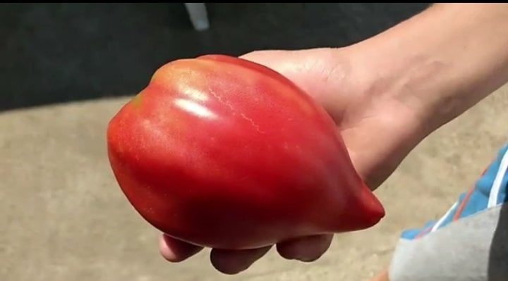 домат биволско сърце