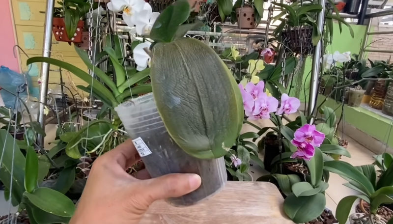 болна орхидея