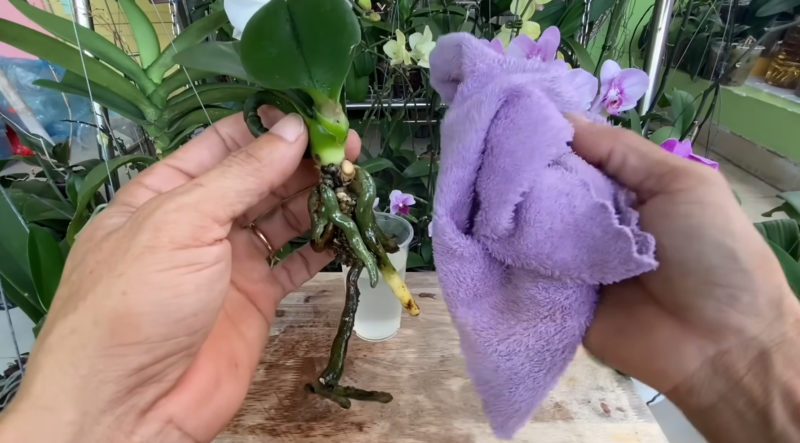 подсушаване орхидея