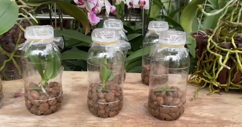 размножаване орхидеи