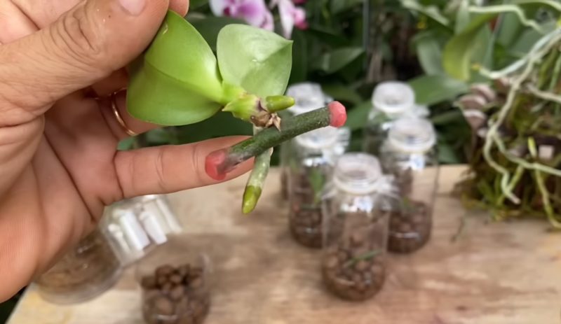 бебе орхидея