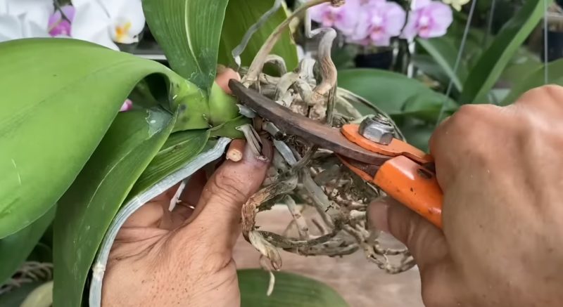 рязане корени орхедия