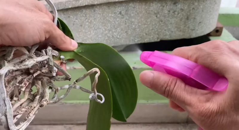 пръскане орхидея