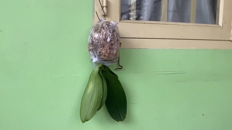 орхидея първа помощ