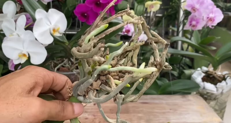 орхидея сухи корени