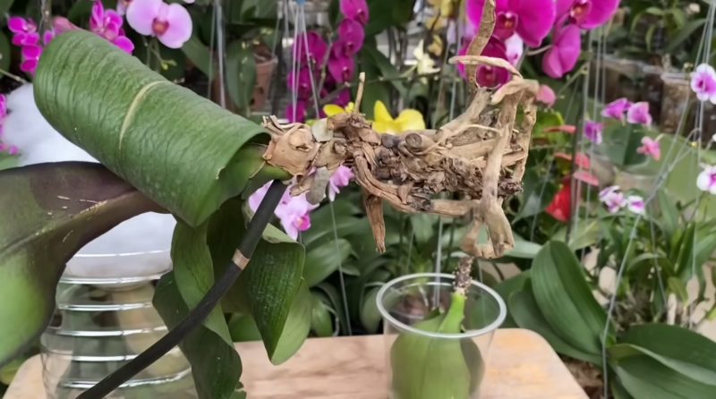 умираща орхидея