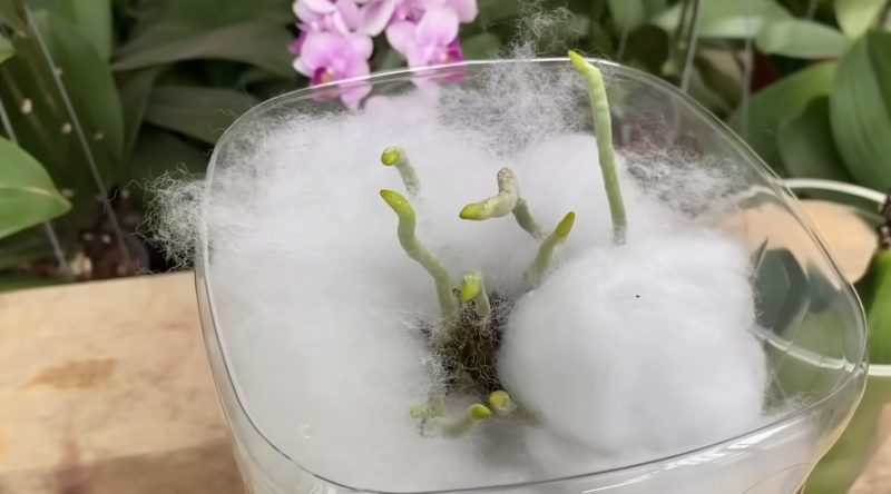 орхидея в памук