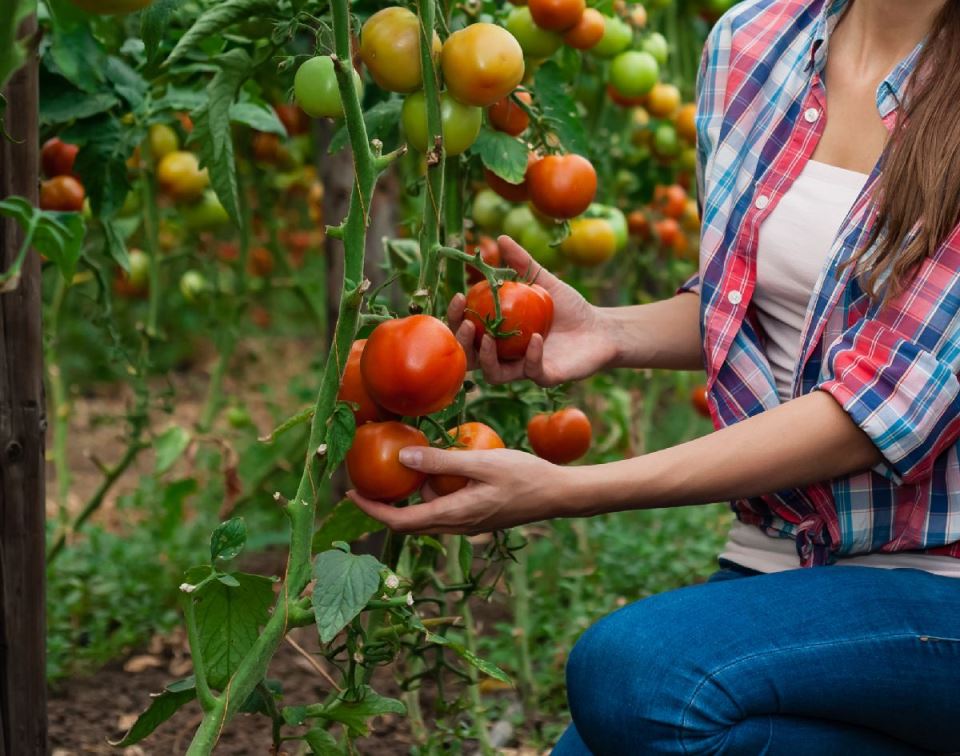 tomatoes garden
