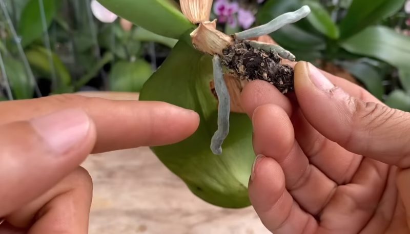 гнили корени орхидея