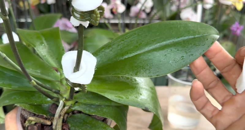 орхидея цветонос
