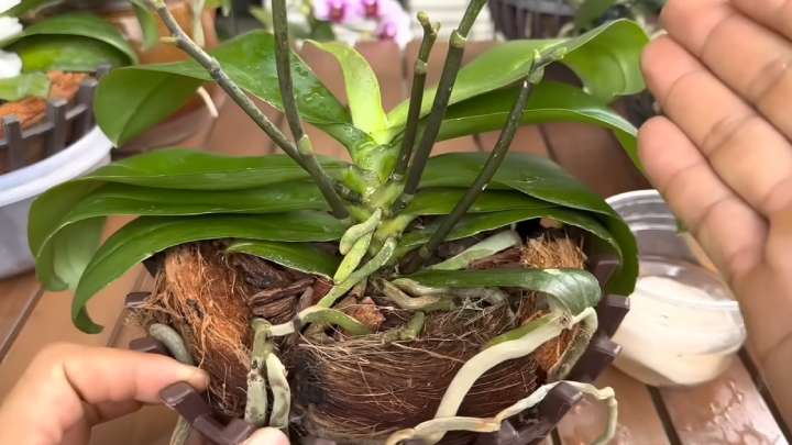 орхидея цветоноси