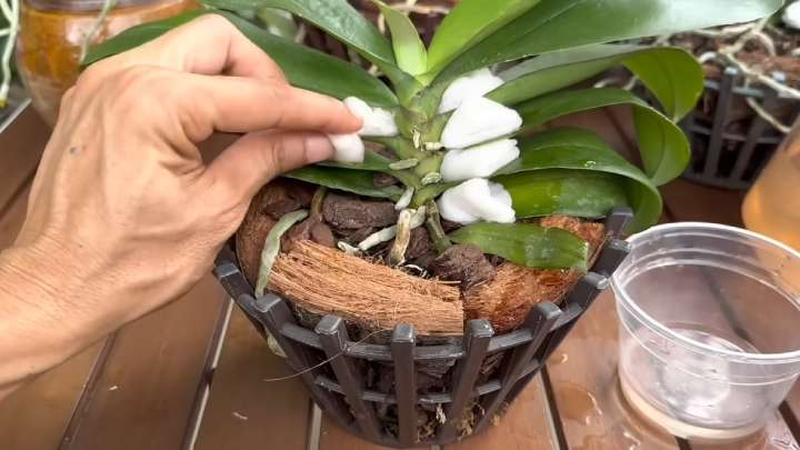 стимулант за орхидеи