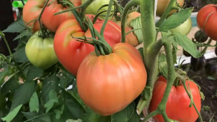едри домати