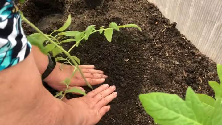 разсад домати