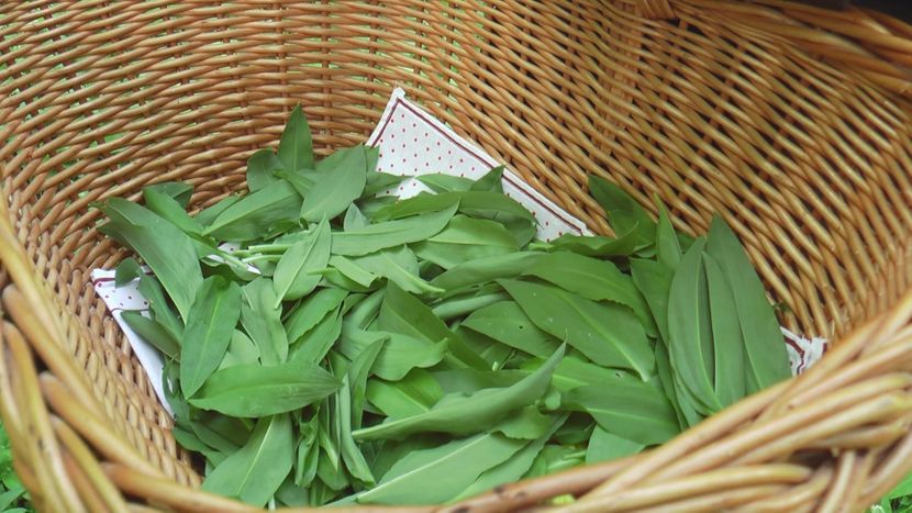 листа див чесън