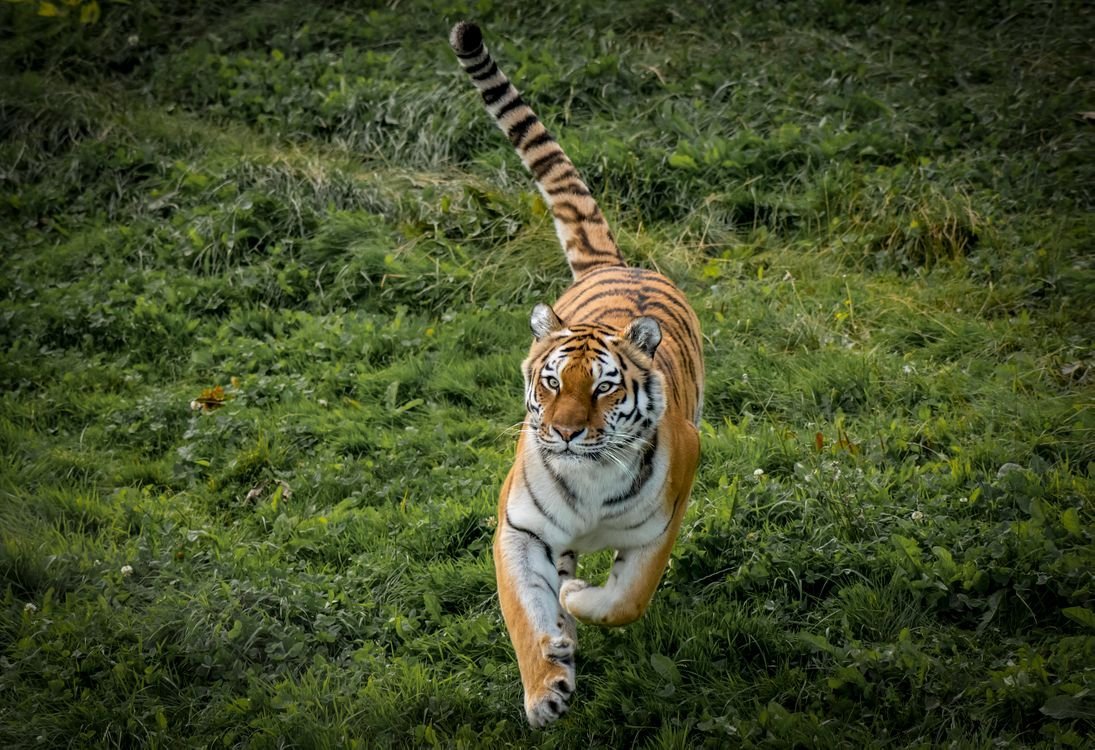 тигър зодия