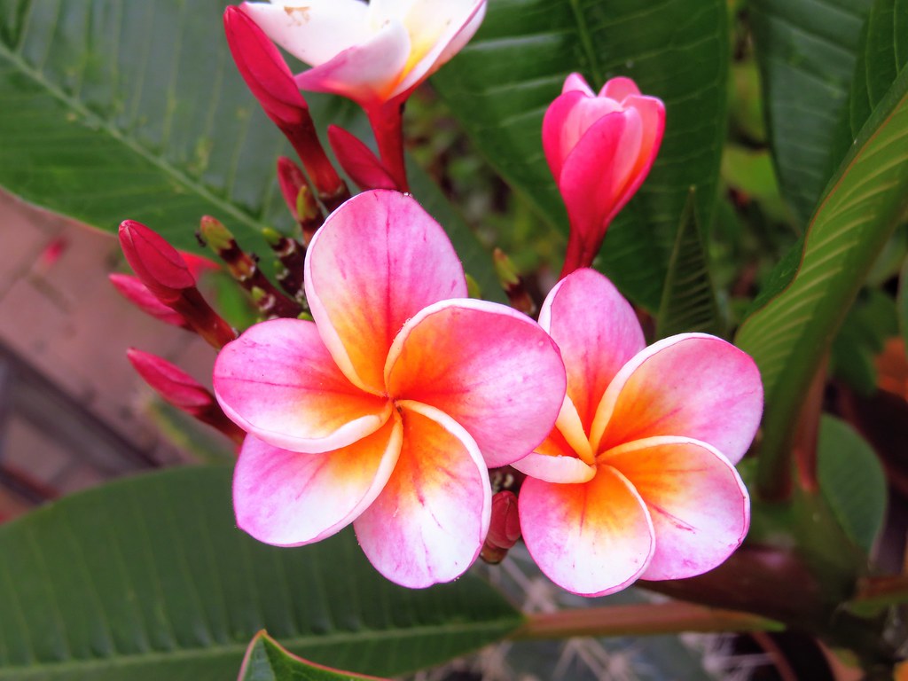 розова плумерия