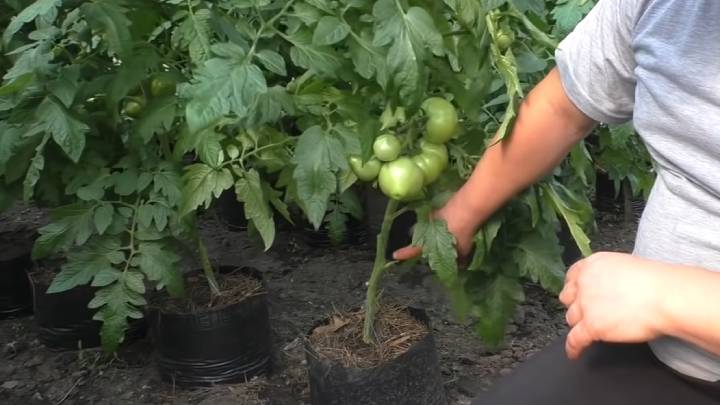 отстраняване листа домати