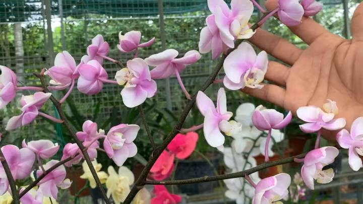 орхидея цветоноси