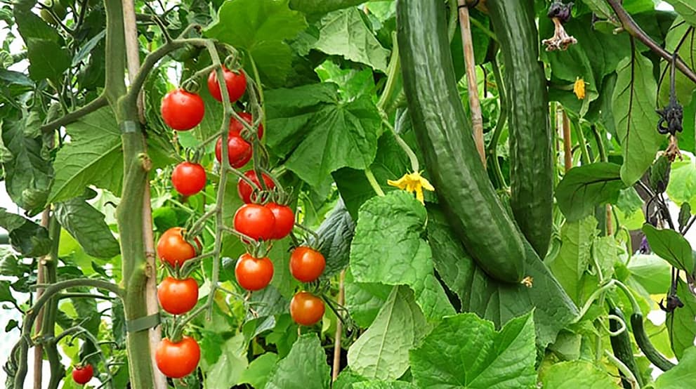 домати и краставици
